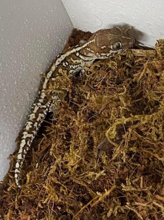 Image 5 of Pictus Gecko pairs available
