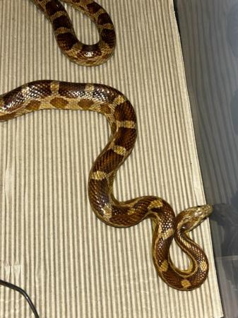 Image 5 of Male corn snake For sale