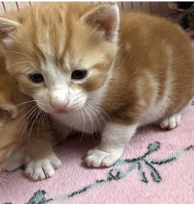 4 kittens looking for there forever homes — photo 2 of 4