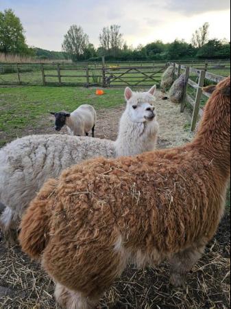 Image 7 of Two Friendly Alpacas for sale!