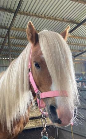 Image 26 of 10-13hh Lead Rein, Ridden Mare, Projects, Pets, Cobs, Welsh.