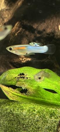 Image 2 of Japanese blue tail Endlers. £5 pair
