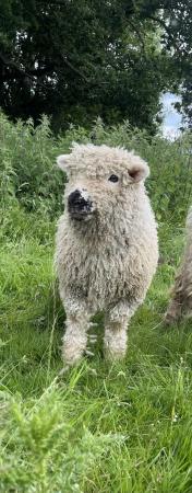 Image 4 of Lovely Greyface Dartmoor wether lambs