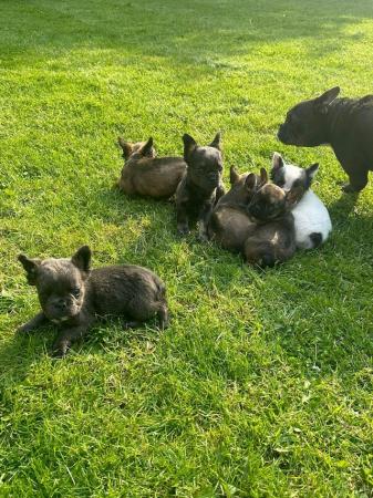 Image 14 of Gorgeous French bulldog puppies