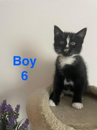 Image 15 of Kittens Looking for a Lovely Family