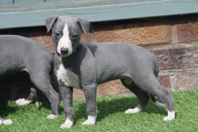 Image 11 of Stunning KC Whippet Pups For Sale