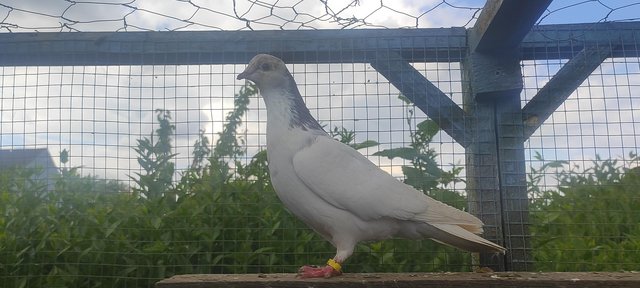 Image 4 of Beautiful roller pigeons for sale