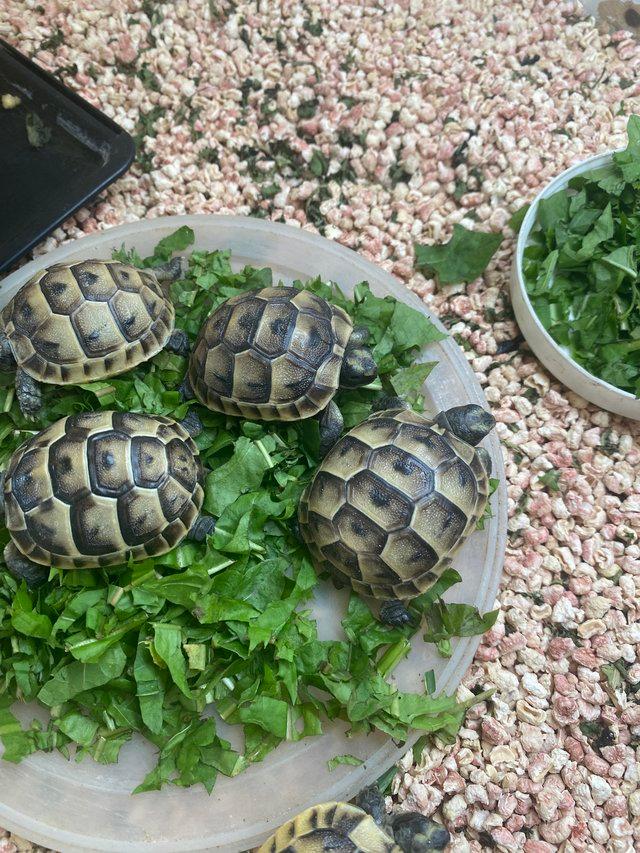 Preview of the first image of Spur thigh hatchling tortoises.