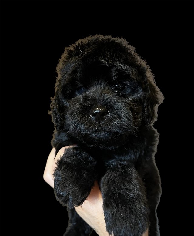 Preview of the first image of Ready this week!Stunning tiny cavapoo f1b puppy,last 1 left.