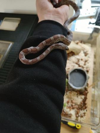 Image 3 of 2 year old male charcoal cinder corn snake