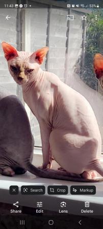 Image 4 of 5 year old male sphynx cat