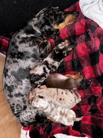 Image 6 of Beautiful dachshund babies