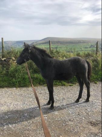 Image 2 of Connemara Colt foal fully registered