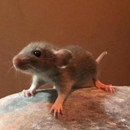 Image 8 of Beautiful baby dumbo rats available