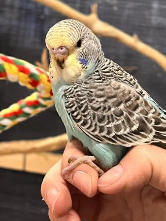 Image 7 of Baby budgies and breeding pairs for sale