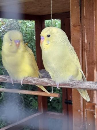 Image 6 of Beautiful baby budgies ready for rehoming