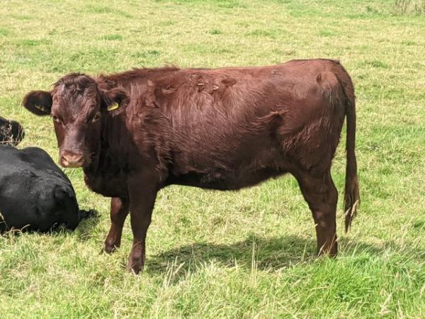 Image 3 of Dexter heifers pedigree registered