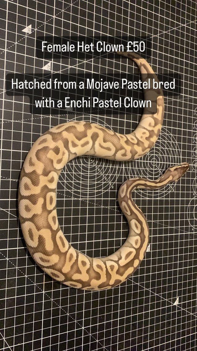 Preview of the first image of Ball Royal Python Snake Pied Het Clown Female Male.