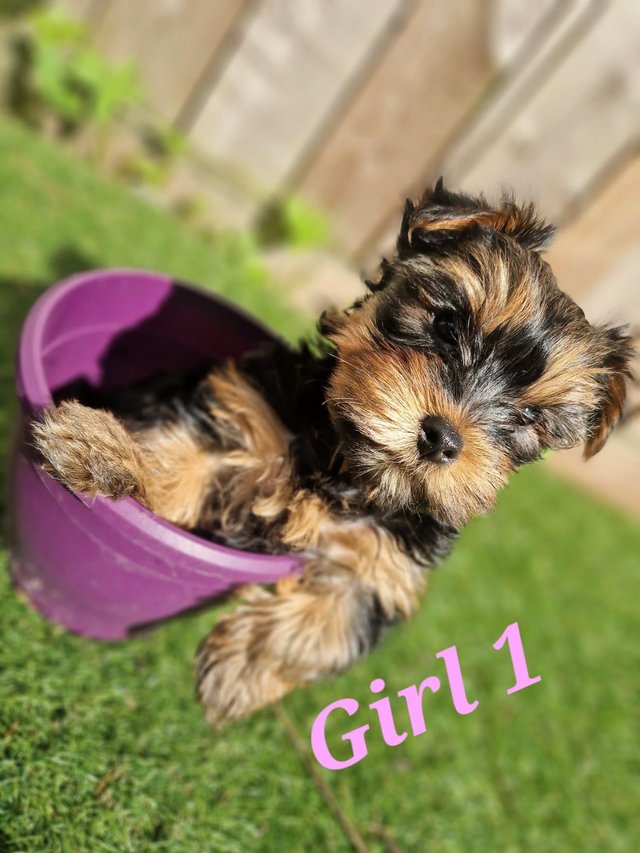Preview of the first image of Ready for homes! yorkshire terrier puppies. 2 females left!.
