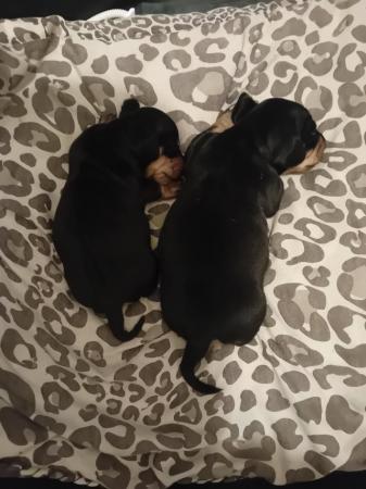 Image 2 of Miniature dachshund puppies, ready now, fully vaccinated