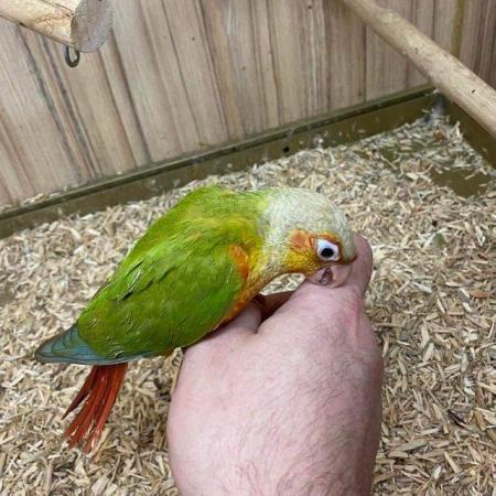 Image 3 of Conures Now Available - Hand Tame and Hand Reared