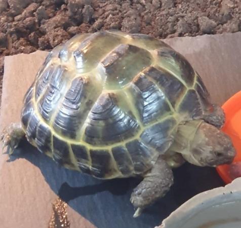 Image 4 of Horsefield tortoise. Approximately 4 years old.
