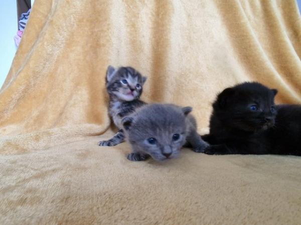 Image 4 of 3 gorgeous kittens available