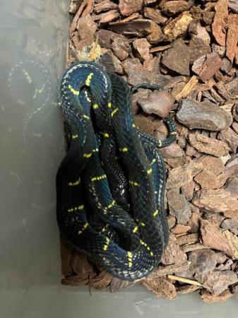 Image 6 of UKCB 2023 Melanota Mangrove Snakes