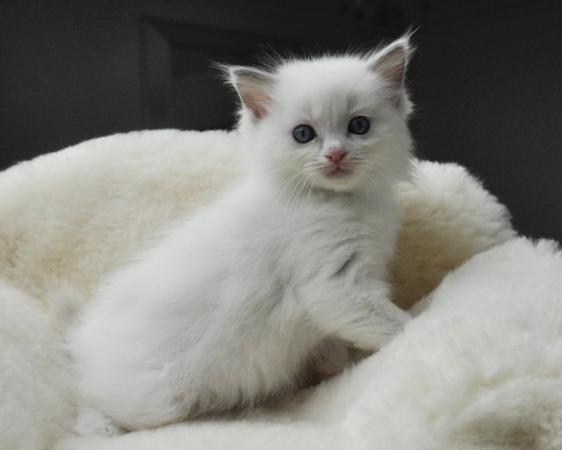 Image 17 of Ragdoll Kittens (GCCF REGISTERED AND FULLY HEALTH TESTED)