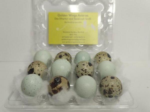 Image 3 of Fertile Japanese Quail hatching eggs Inc Celadon
