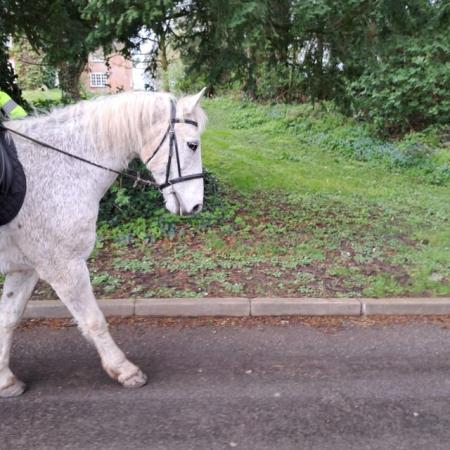 Image 1 of 14.2hh gelding for Share