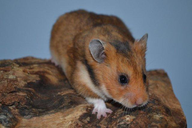 Image 7 of Baby Syrian Hamster - Very Friendly and Tame