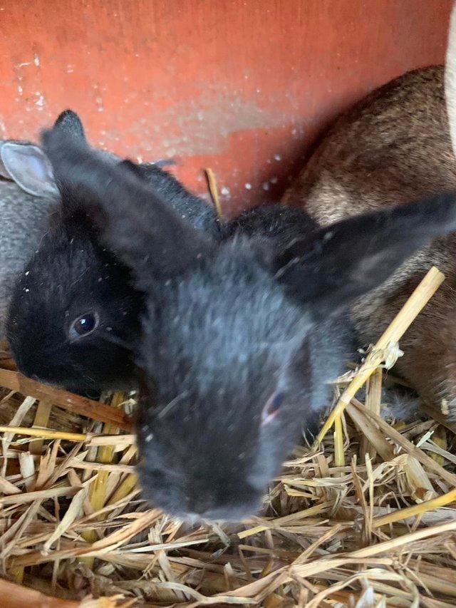 Preview of the first image of Rabbit  (black  female) looking for a new home, £10.