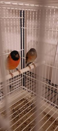 Image 4 of Siskin pair for sale male and female