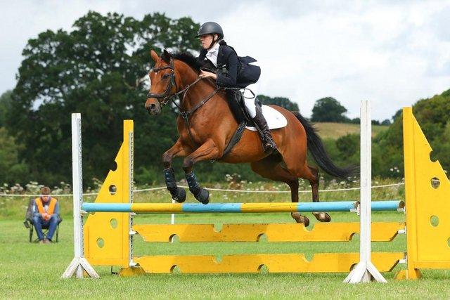 Image 2 of Fabulous allrounder 16hh Bay Gelding