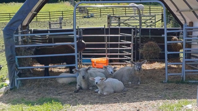 Image 2 of Pedigree Lleyn Ewe Lambs - Will be registered