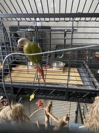 Image 5 of Silly tame female pineapple conure now available