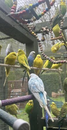 Image 2 of Adorable budgies for sale