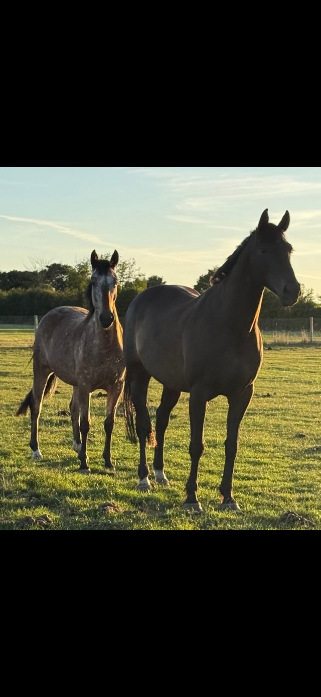 15hh 4yr old Appaloosa x Irish draft mare Unbroken — photo 2 of 2