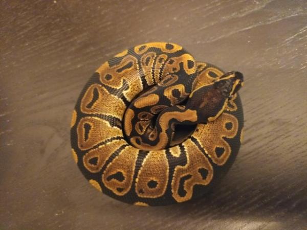 Image 2 of hatchling ball python 66% het pied 66% het vpi axanthic male
