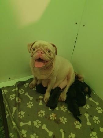 Image 2 of ***READY NOW***1 Male FULLY VACCINATED FRUGS FOR SALE
