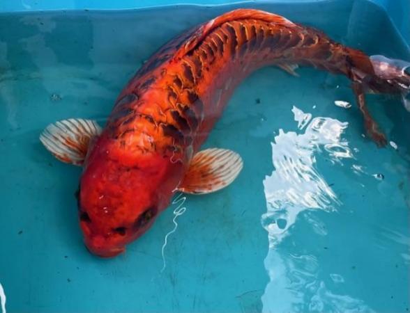 Image 3 of Koi carp/ pond fish all size available