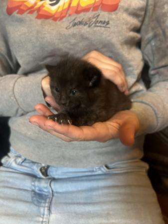 Image 4 of Black kittens male and female