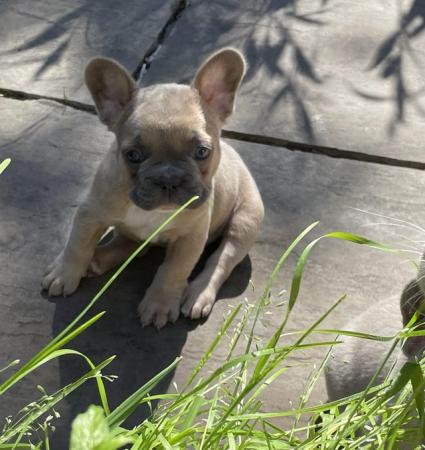Image 16 of QUALITY TRUE TO TYPE FRENCH BULLDOG PUPPIES