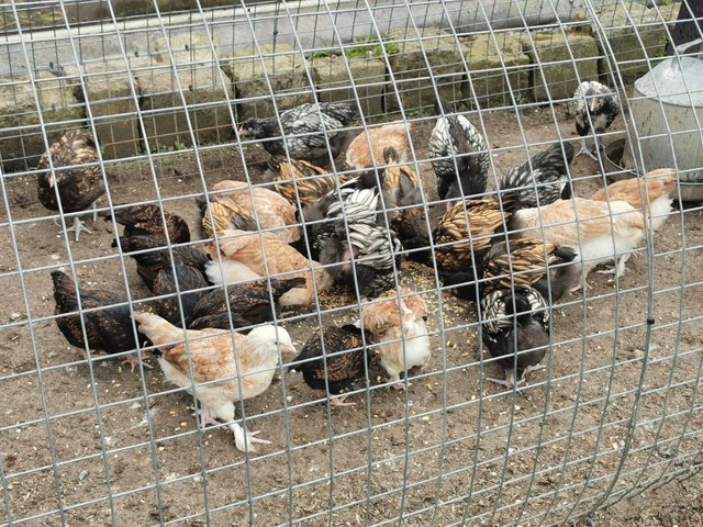 Preview of the first image of PURE BREED HENS, SALMON FAVEROLLE'S, ORPINGTON'S, CHICKENS.