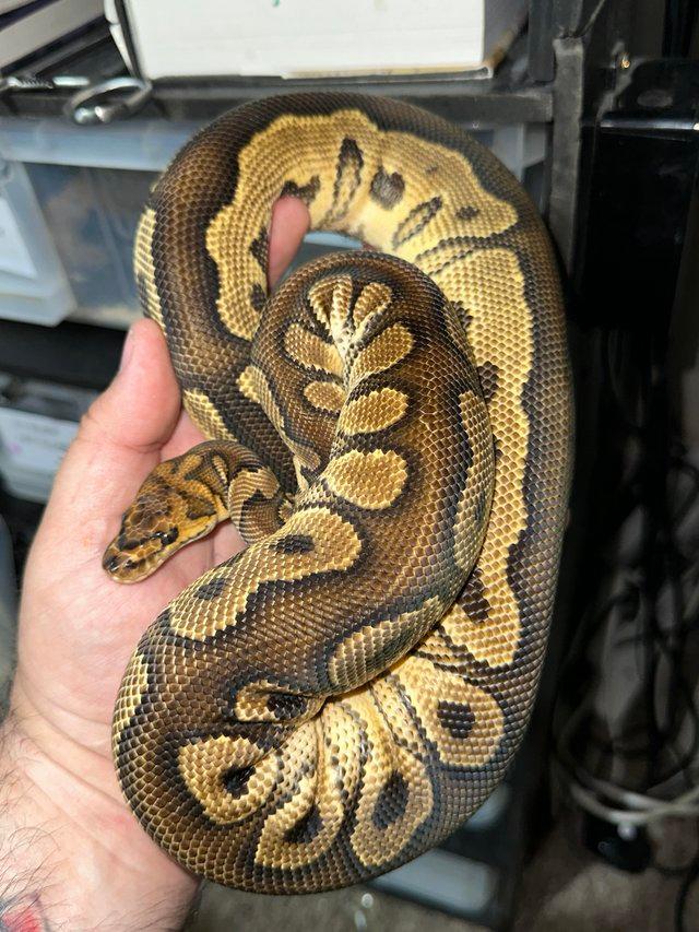 Preview of the first image of 18 Month old Volcano clown Royal python.
