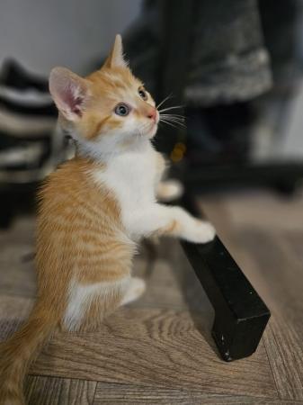 Image 1 of Gorgeous playful kittens