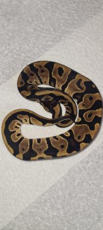 Image 9 of Royal /ball pythons available and male and female boas