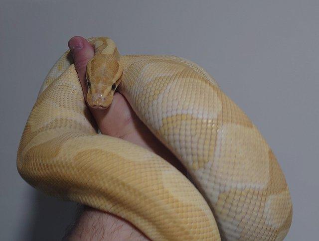Preview of the first image of Adult Female Banana Butter Enchi Yellowbelly.