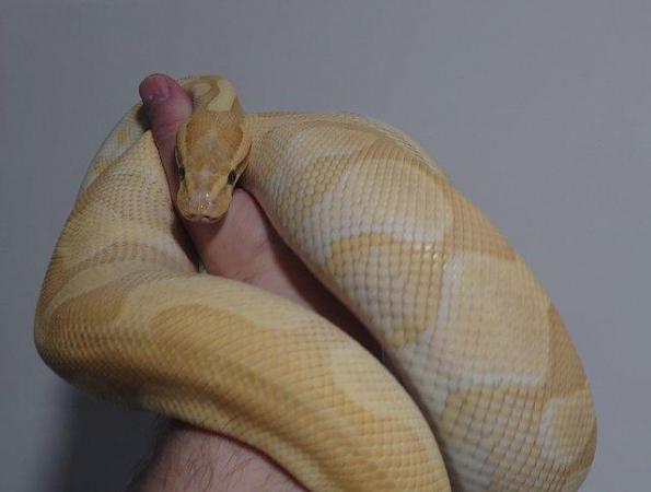 Image 1 of Adult Female Banana Butter Enchi Yellowbelly